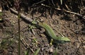 A green lizard Lacerta virilis Royalty Free Stock Photo