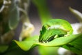 Green lizard on a leaf in Hawai