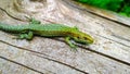 Green lizard Royalty Free Stock Photo