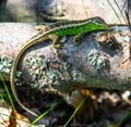 Green lizard on a log square formate Royalty Free Stock Photo