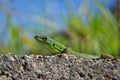 The green lizard with long tail enjoys the sun. Creepy in the wild nature. Wild life next to man Royalty Free Stock Photo