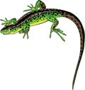 Green lizard with a long tail smiles Royalty Free Stock Photo