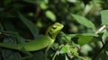 A green lizard looking at something Royalty Free Stock Photo