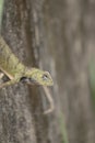 A green lizard is looking upward.