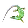 Green lizard low poly design eps 10