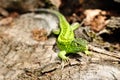 Green lizard macro Royalty Free Stock Photo