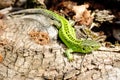 Green lizard macro Royalty Free Stock Photo