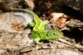 Green lizard macro on a background Royalty Free Stock Photo