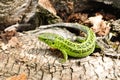 Green lizard macro on a background of tree bark Royalty Free Stock Photo