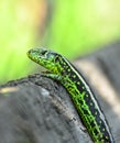 Green lizard macro shot Royalty Free Stock Photo