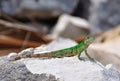 Green Lizard, Mexico