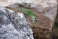 Green Lizard, Mexico