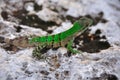 Green Lizard, Mexico Royalty Free Stock Photo