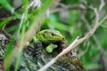 Green lizard in natural conditions