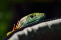 Green lizard outdoor