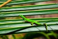 Green Lizard on Palm