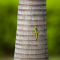 Green lizard on a palm trunk