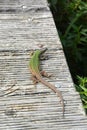 Green lizard on the path