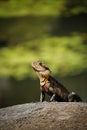 Green lizard is perched on a gray stone, basking in the sun by a tranquil blue lake Royalty Free Stock Photo