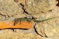 green lizard ,Podarcis Muralis , sunbathing on a stone wall Royalty Free Stock Photo