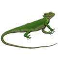 Green Lizard 4 Reptiles Isolated, Transparent Background