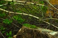 Green lizard resting basking in the sun on a stump in the forest Royalty Free Stock Photo