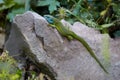 Green Lizard Resting Royalty Free Stock Photo