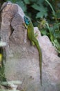 Green Lizard Resting Royalty Free Stock Photo