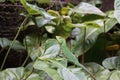 A green lizard resting on a leaf.