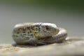 Green lizard resting at the sun. Royalty Free Stock Photo
