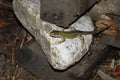 green lizard on a rock Royalty Free Stock Photo