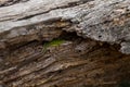 a green lizard sits on an old log. Royalty Free Stock Photo