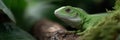 A green lizard is sitting on a log in a forest Royalty Free Stock Photo