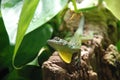 Green lizard sitting on a log Royalty Free Stock Photo