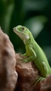 A green lizard is sitting on a rock Royalty Free Stock Photo