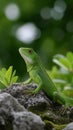 A green lizard is sitting on a rock Royalty Free Stock Photo
