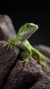 A green lizard is sitting on a rock Royalty Free Stock Photo