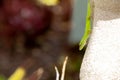Green lizard sitting on a wall looking down Royalty Free Stock Photo
