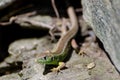 Green lizard Royalty Free Stock Photo