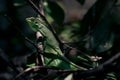 Green lizard stock photos. Bronchocela jubata, commonly known as the maned forest lizard