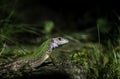 Green lizard on a stone