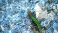 The green lizard on a stone blinks close up. Slow motion