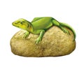 Green lizard on a stone