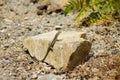 Green lizard on the stone Royalty Free Stock Photo