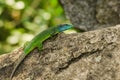 Green lizard on the stones in nature Royalty Free Stock Photo