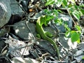 Lizard on the rocks. Royalty Free Stock Photo