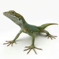 Green Lizard Reptile Close Up on White Background Royalty Free Stock Photo