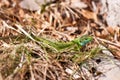 Green lizard Royalty Free Stock Photo
