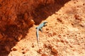 Green lizard in the sun between the rocks and the land of the red desert Royalty Free Stock Photo