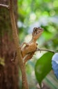 Small lizard on a tree. Beautiful closeup animal reptile eye in the nature wildlife habitat, Sinharaja, Sri Lanka Royalty Free Stock Photo